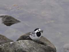 Motacilla alba